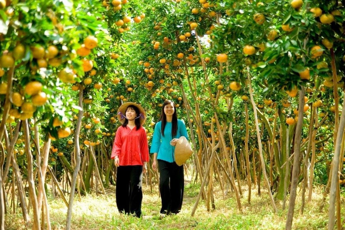 Bell Fruit 7 Quy Is Orchard For Mekong Can Tho Eco Tours 