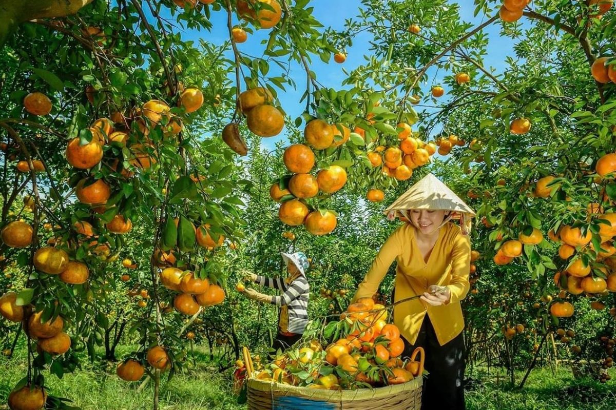 Orchard For Mekong Can Tho Eco Tours 