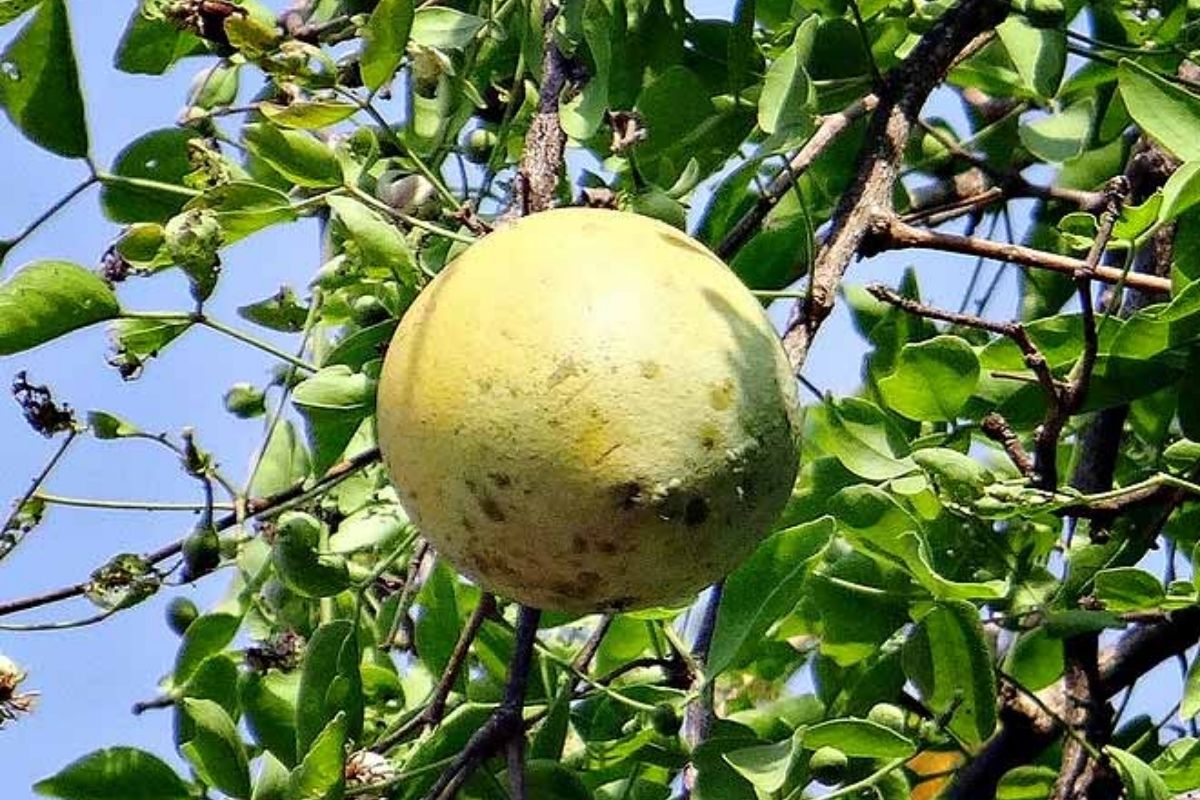 Orchard For Mekong Can Tho Eco Tours