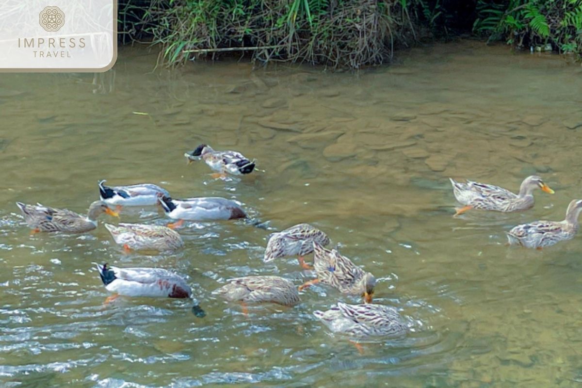 Co Lung Ducks Are Typical Food For Pu Luong Cuisine Tours 