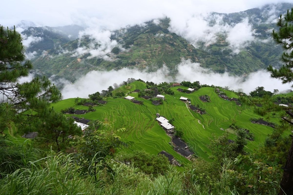 Colorful Rice Terrace View 