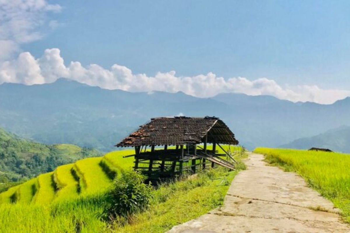 Discover Hoang Su Phi's vibrant rice terraces, the heart of Ha Giang Stirring Tours