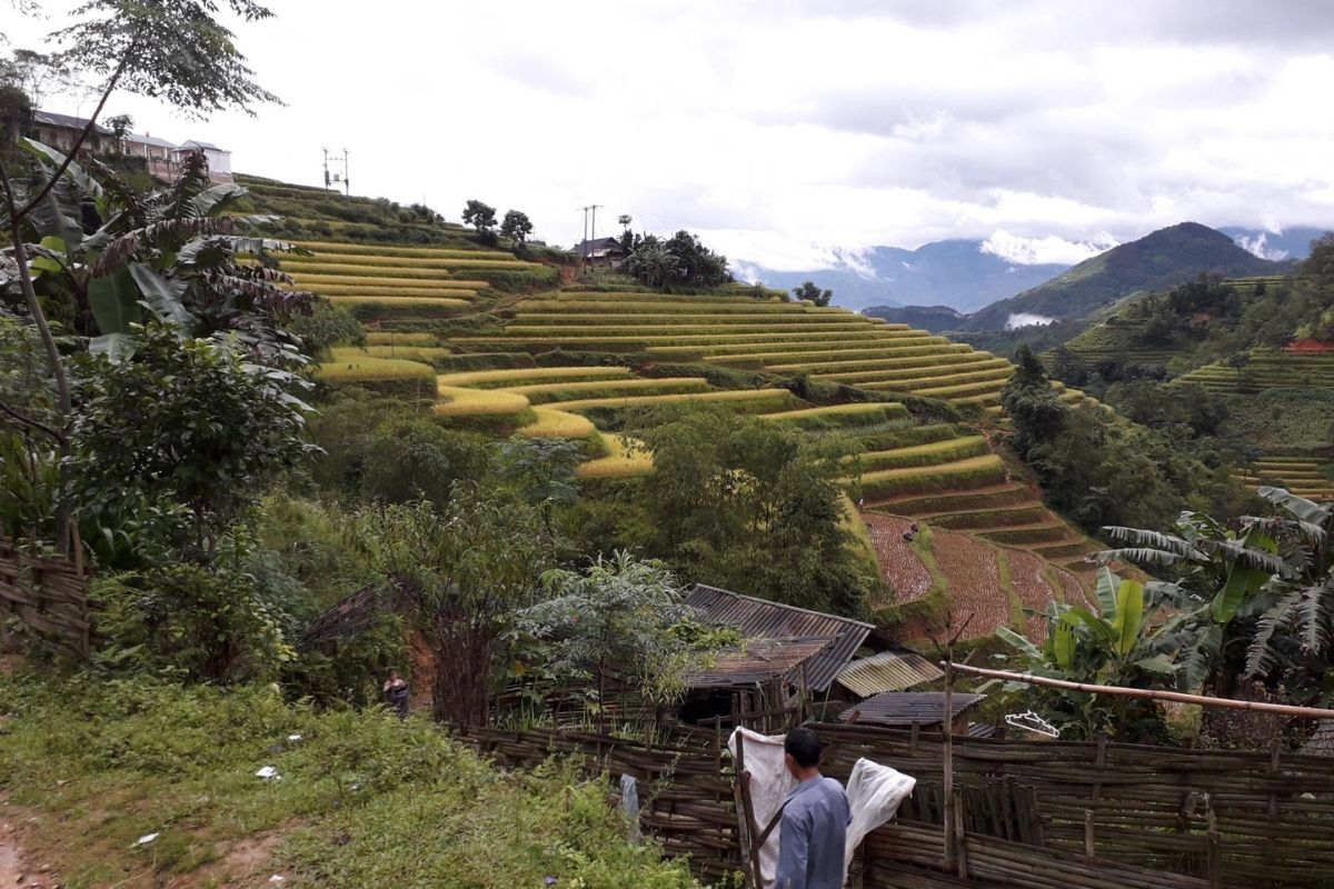 Colorful Rice Terrace View Is For Ha Giang Stirring Tours 