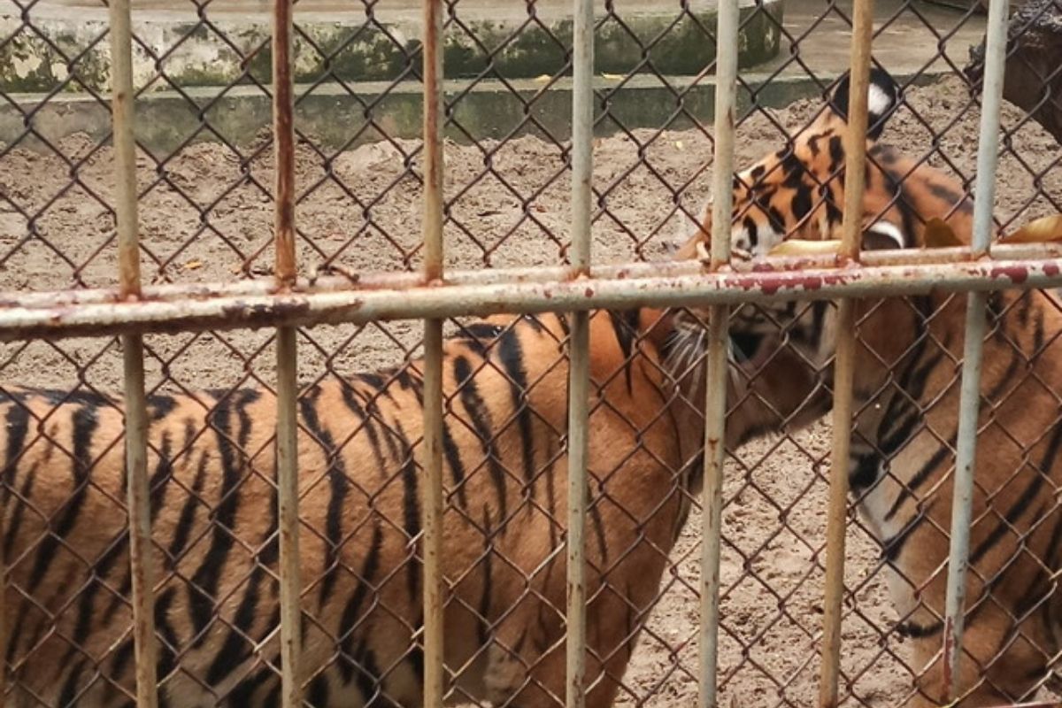 Thu Le Zoo Is Refuge For Hanoi City Zoological Tours 