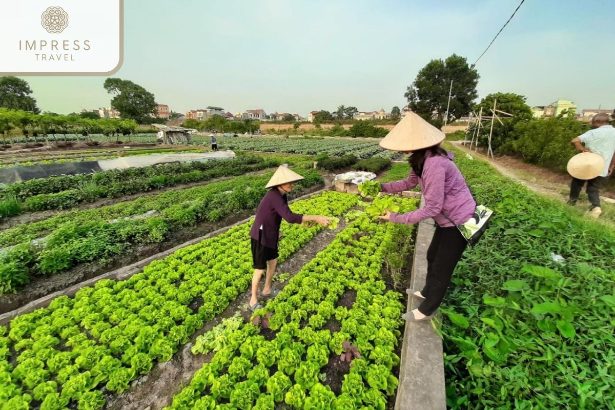 Vi Ban Farm Is A Garden For Mu Cang Chai Vegetable Tours