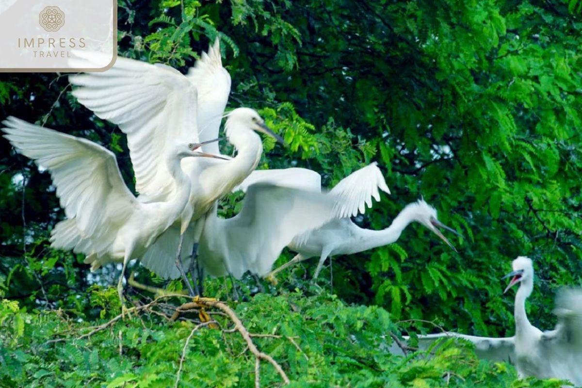 Bang Lang Stork Sanctuary in Mekong Worship Tours