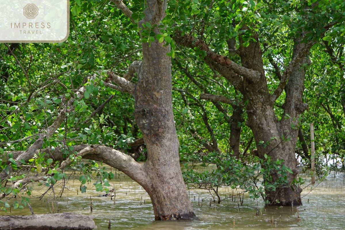  Mangrove Forests in Ninh Binh Reserve Tours 