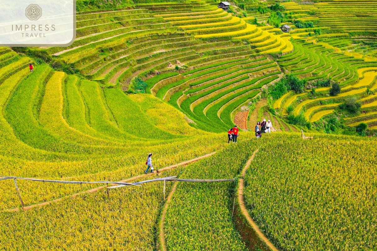 Mam Xoi Hills in Mu Cang Chai Scenic Tours