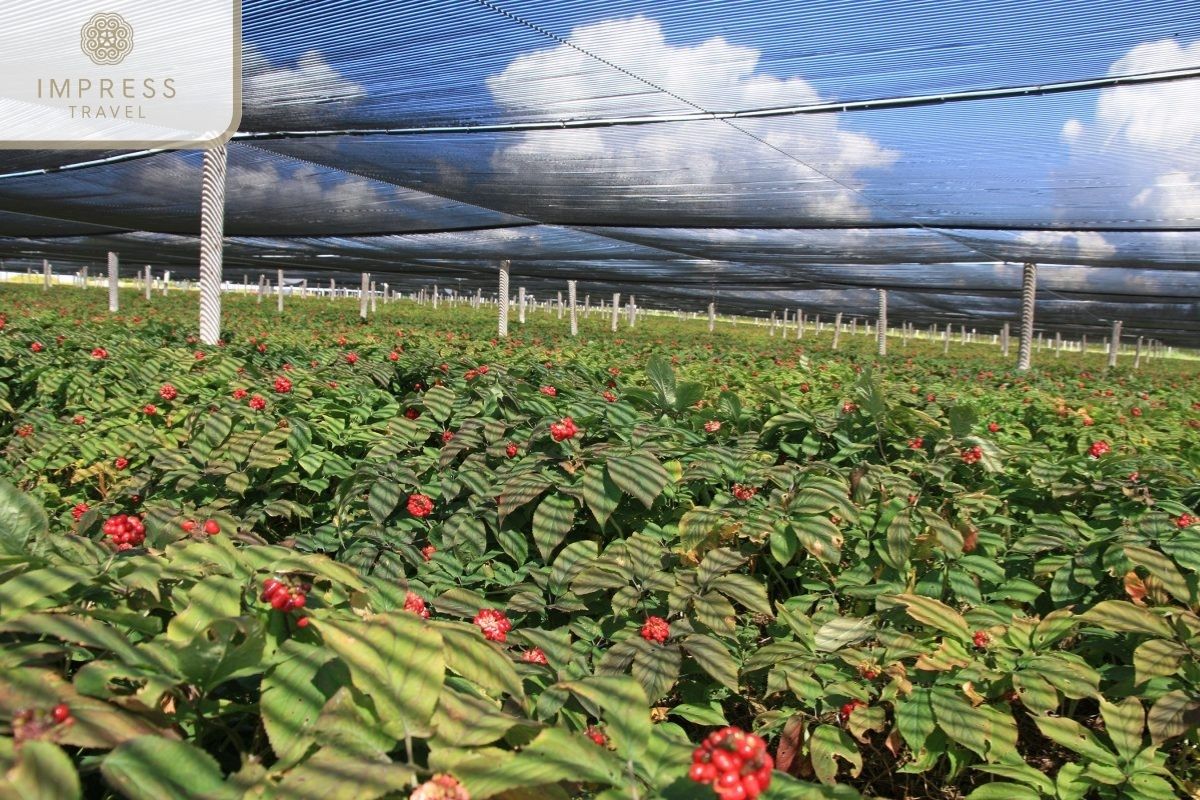  Expect from a Panax Ginseng Farm