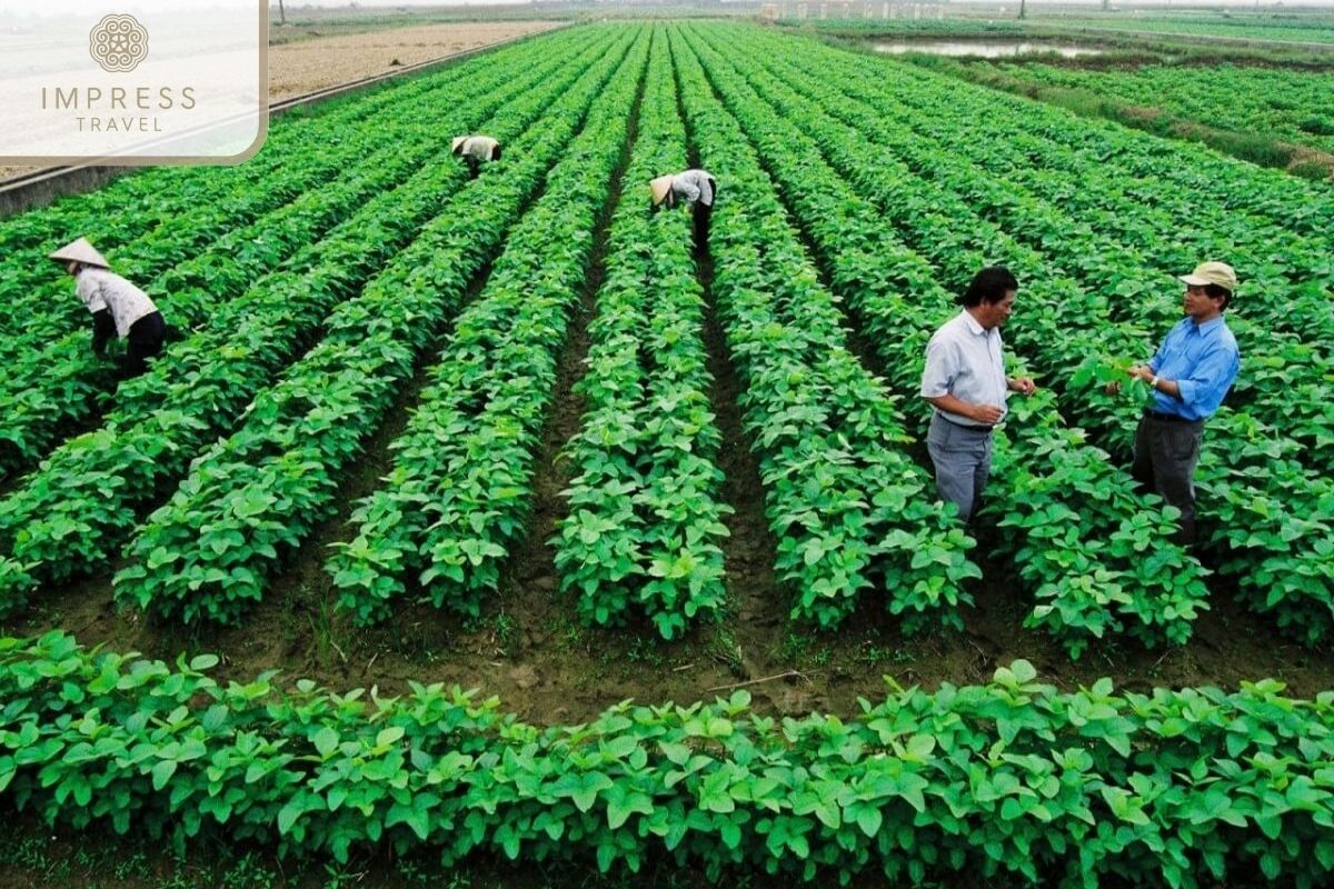 Panax Ginseng Farm in Mu Cang Chai Farm Tours 