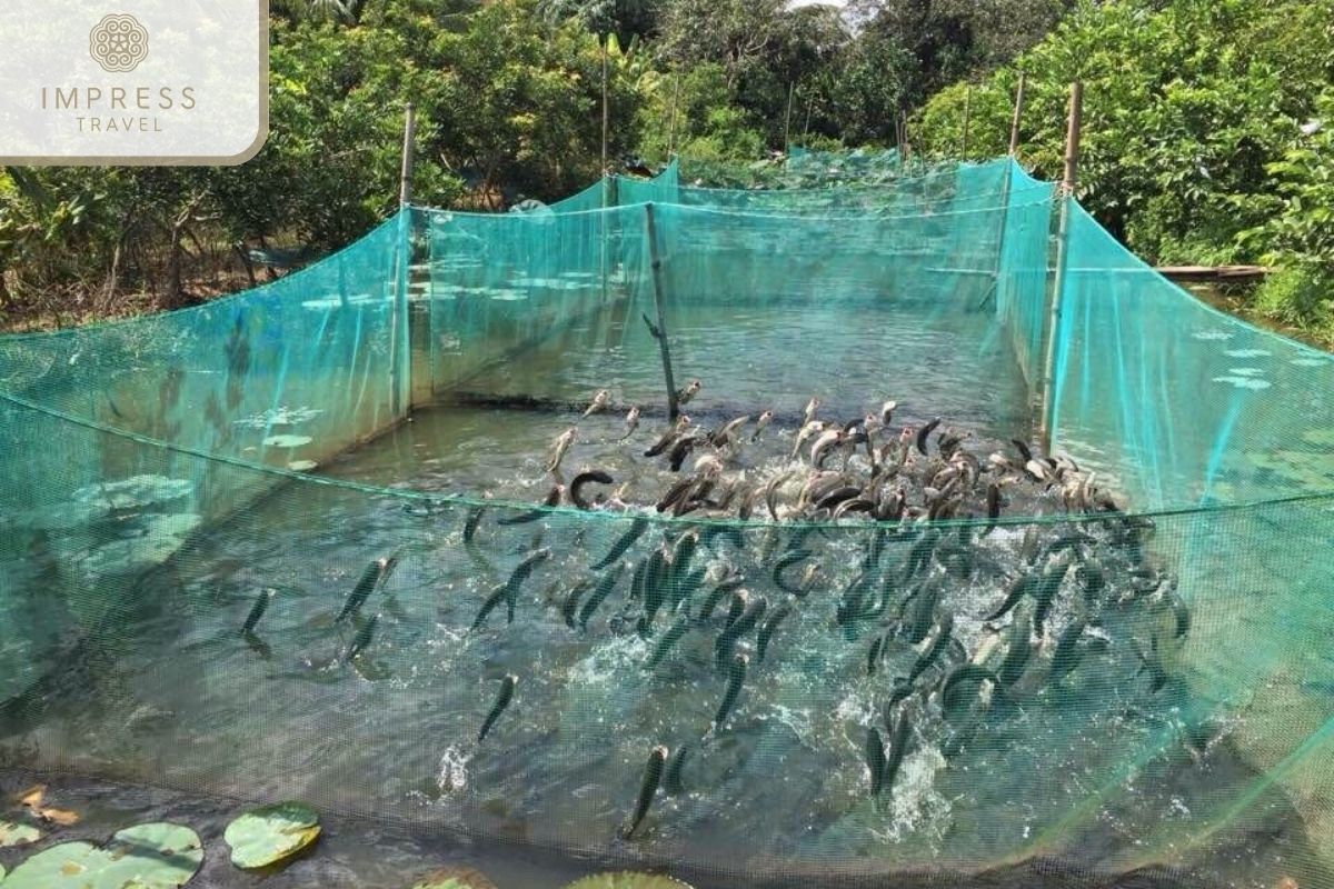 Flying Snakehead Fish Show in Mekong Social Tours