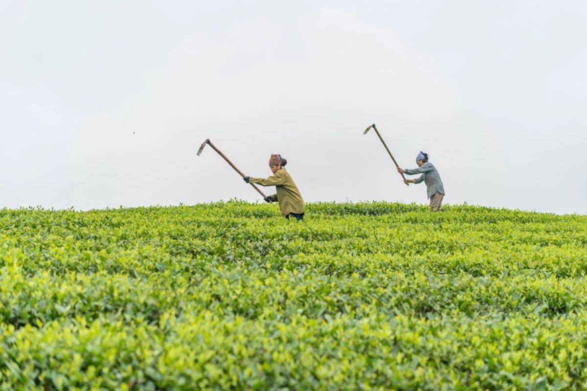 3-Night Hanoi To Tram Tau And Mu Cang Chai Tour For $333