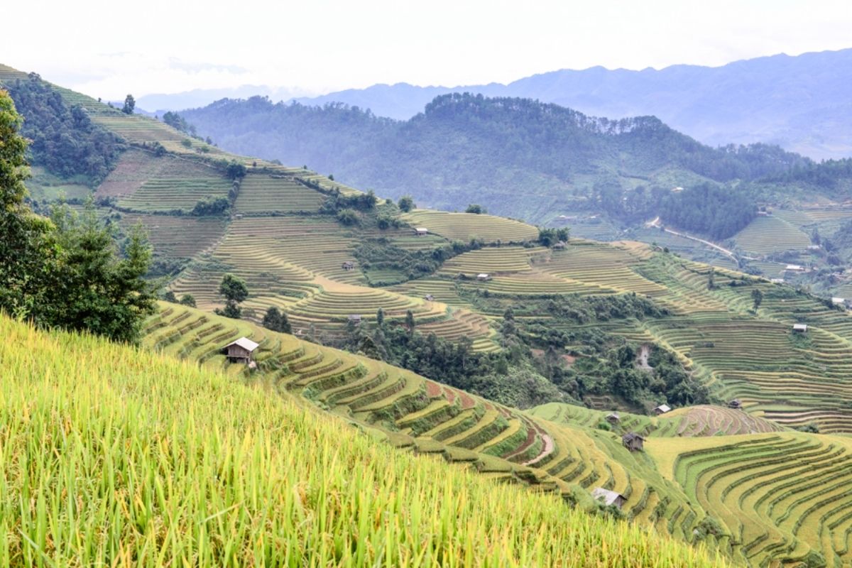 Tram Tau And Mu Cang Chai Tour For $333 