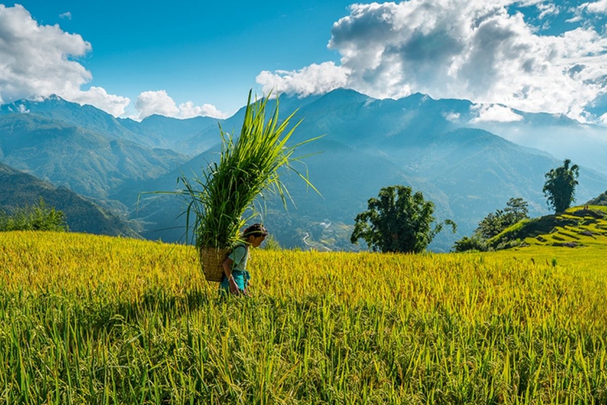 7-Day Northern Vietnam & Mu Cang Chai Tour ($699) 