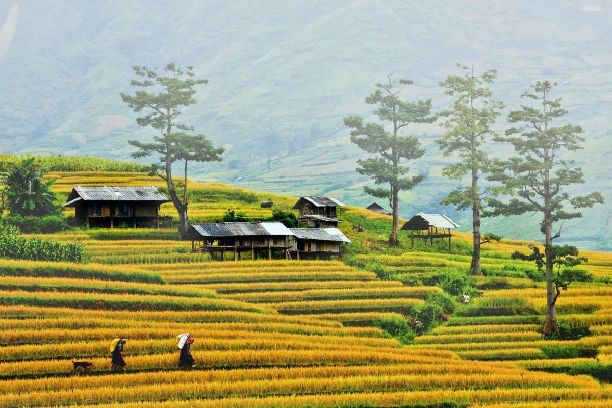 exploring iconic rice terraces, Fansipan Peak, and authentic ethnic villages. 