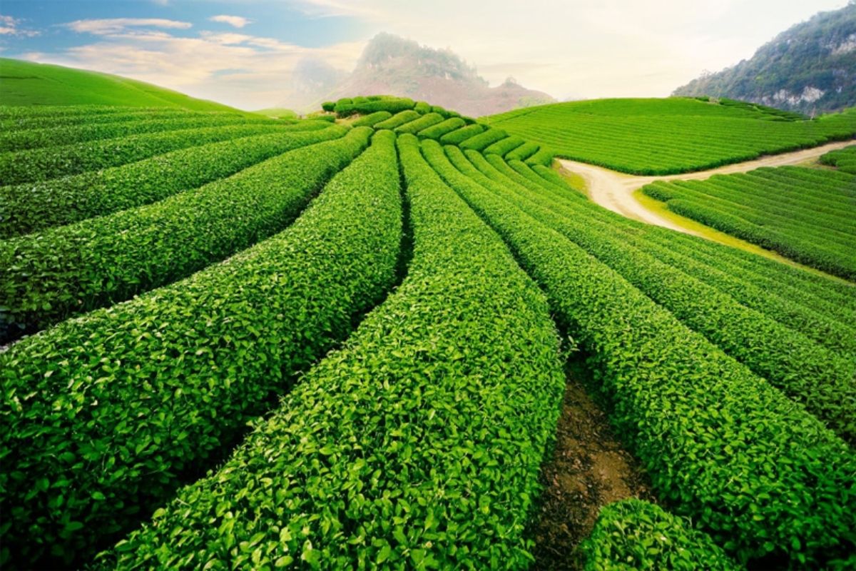 Mu Cang Chai tours from Hanoi to explore breathtaking rice terraces