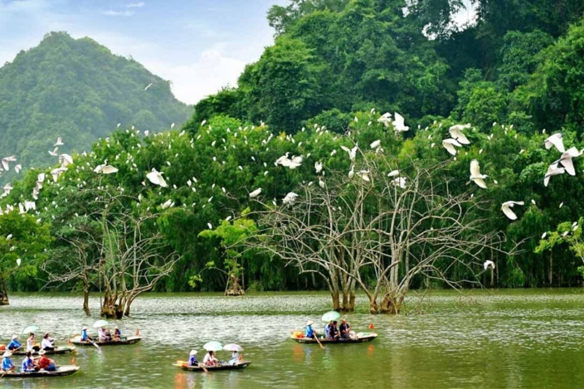 Discover the Thung Nham bird sanctuary Ninh Binh tour