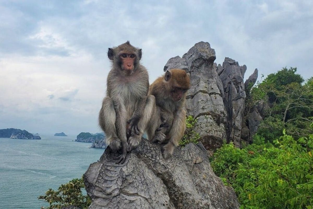 Discover the beauty of Halong Bay