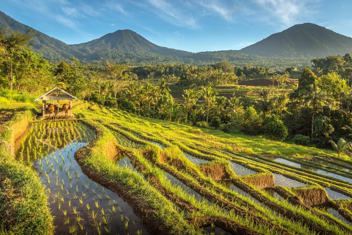 exploring lush rice terraces, cultural treasures, and pristine landscapes. 