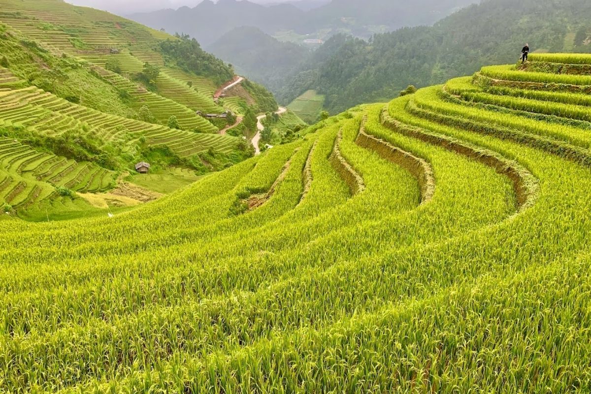 rice terraces for mesmerizing Mu Cang Chai Tours