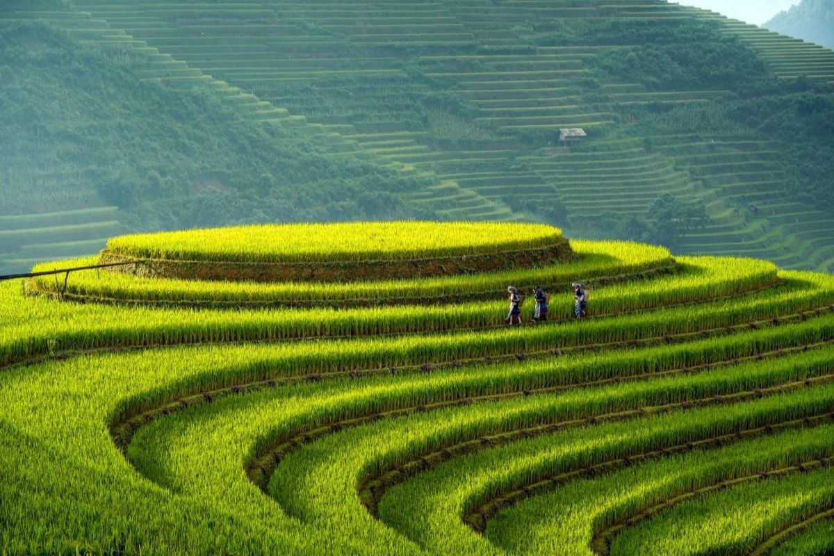 Discover the beauty of rice terraces