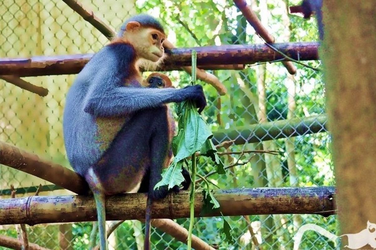 exploring ancient forests, rare wildlife, and breathtaking landscapes in Vietnam’s first national park!