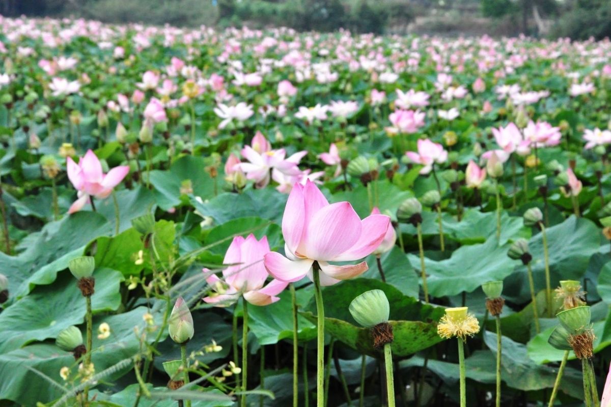 2-3 Day Enchanting Mekong Tours Visit Long An From HCM 