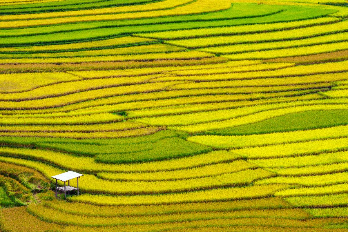 Distinguished Mu Cang Chai Tours Discover Hang Sao