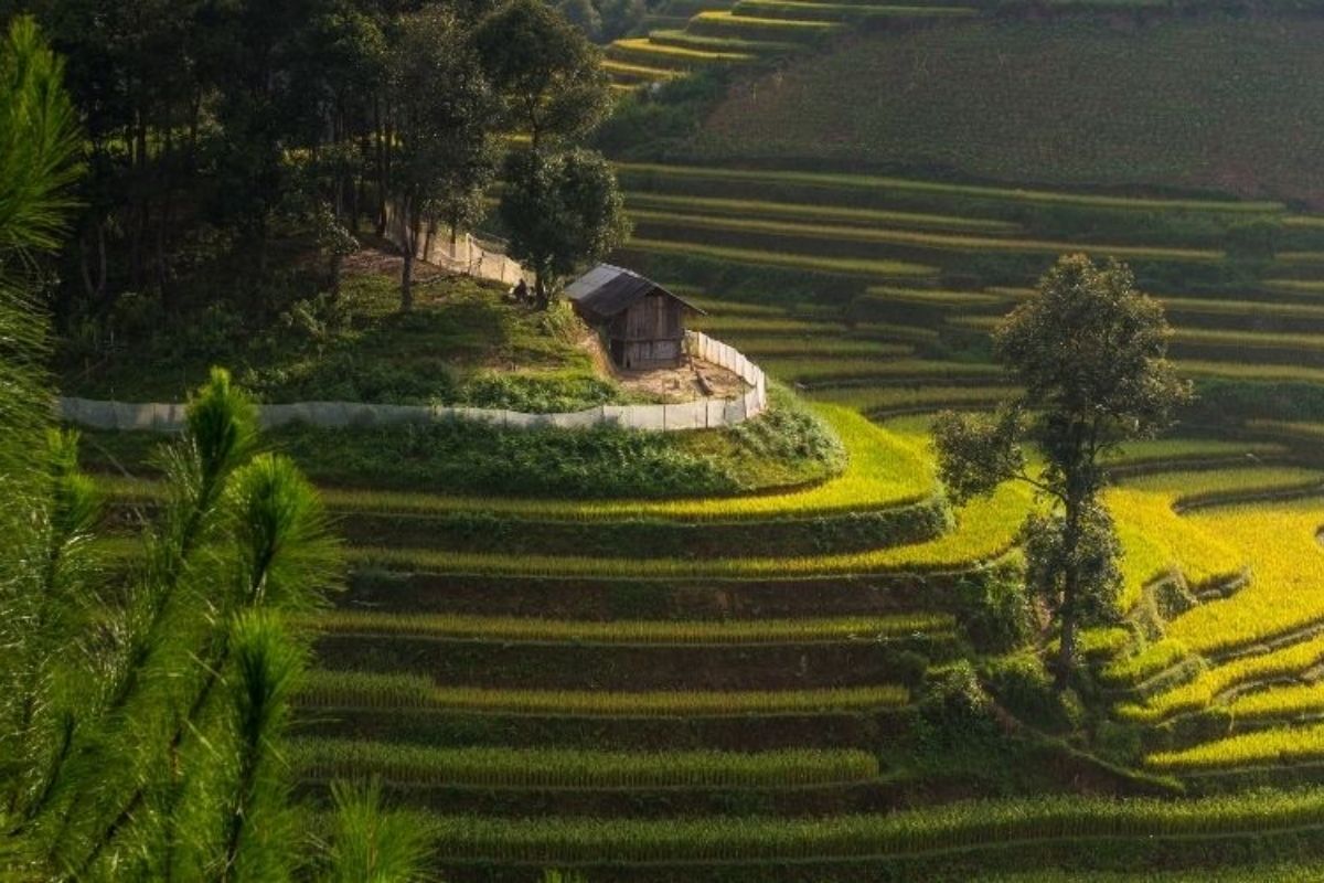  Hanoi - Sapa - Mu Cang Chai Tours