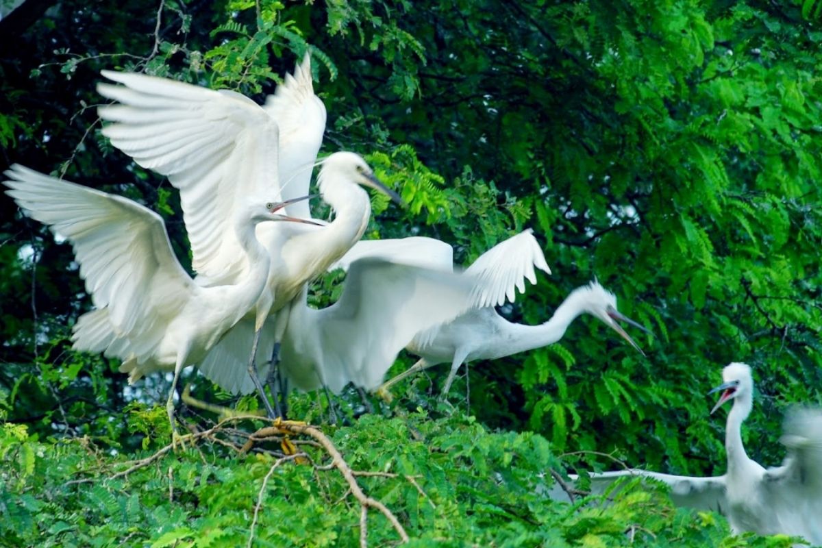 Mekong Tours Discover Ben Tre