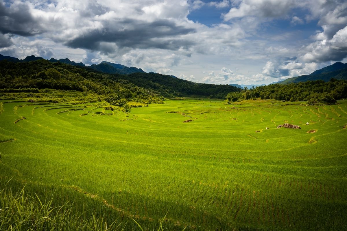 Pu Luong Tours Explore The Ripe Rice Season