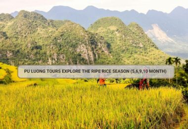 Pu Luong Tours Explore The Ripe Rice Season