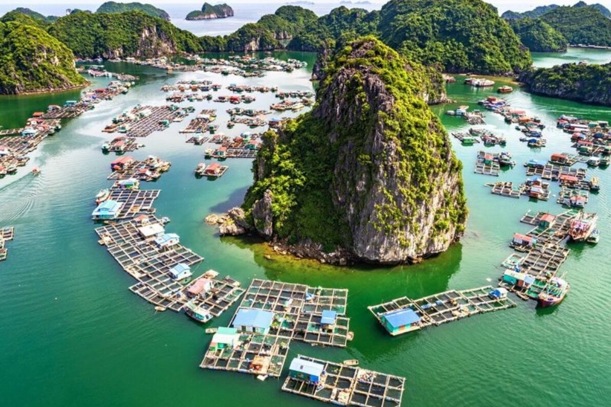 Discover the beauty of Halong Tours