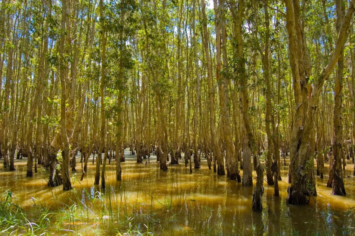 2-3 day Mekong tours visit Hau Giangg is an ideal trip to explore such an unspoiled haven