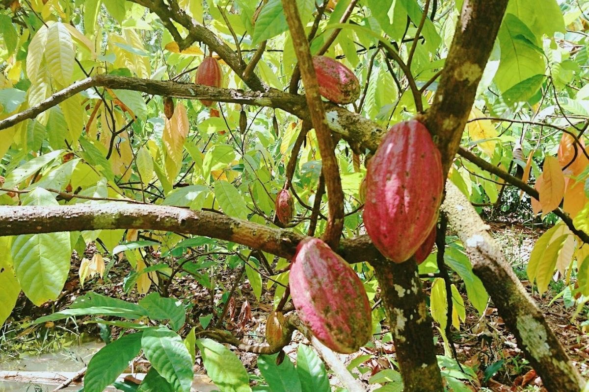 where chocolate-making, eco-tourism, and local culture create an unforgettable journey