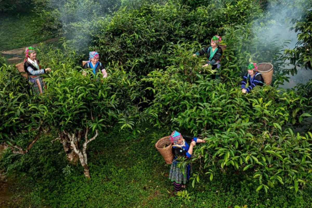 3,4 Day Mu Cang Chai Tours Visit Dai Cai Temple 