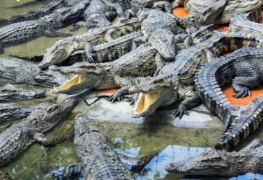 Long Xuyen Crocodile farm