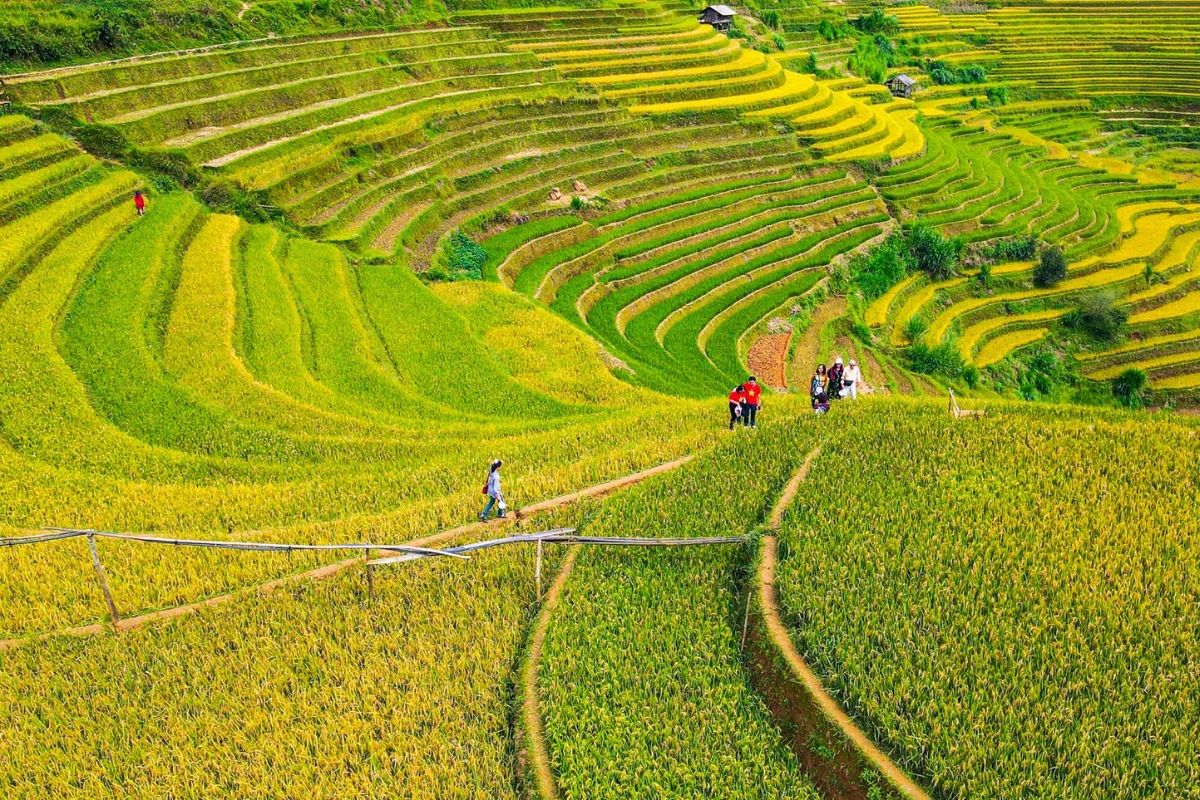 Explore Mu Cang Chai, the hidden charm of terraced employment