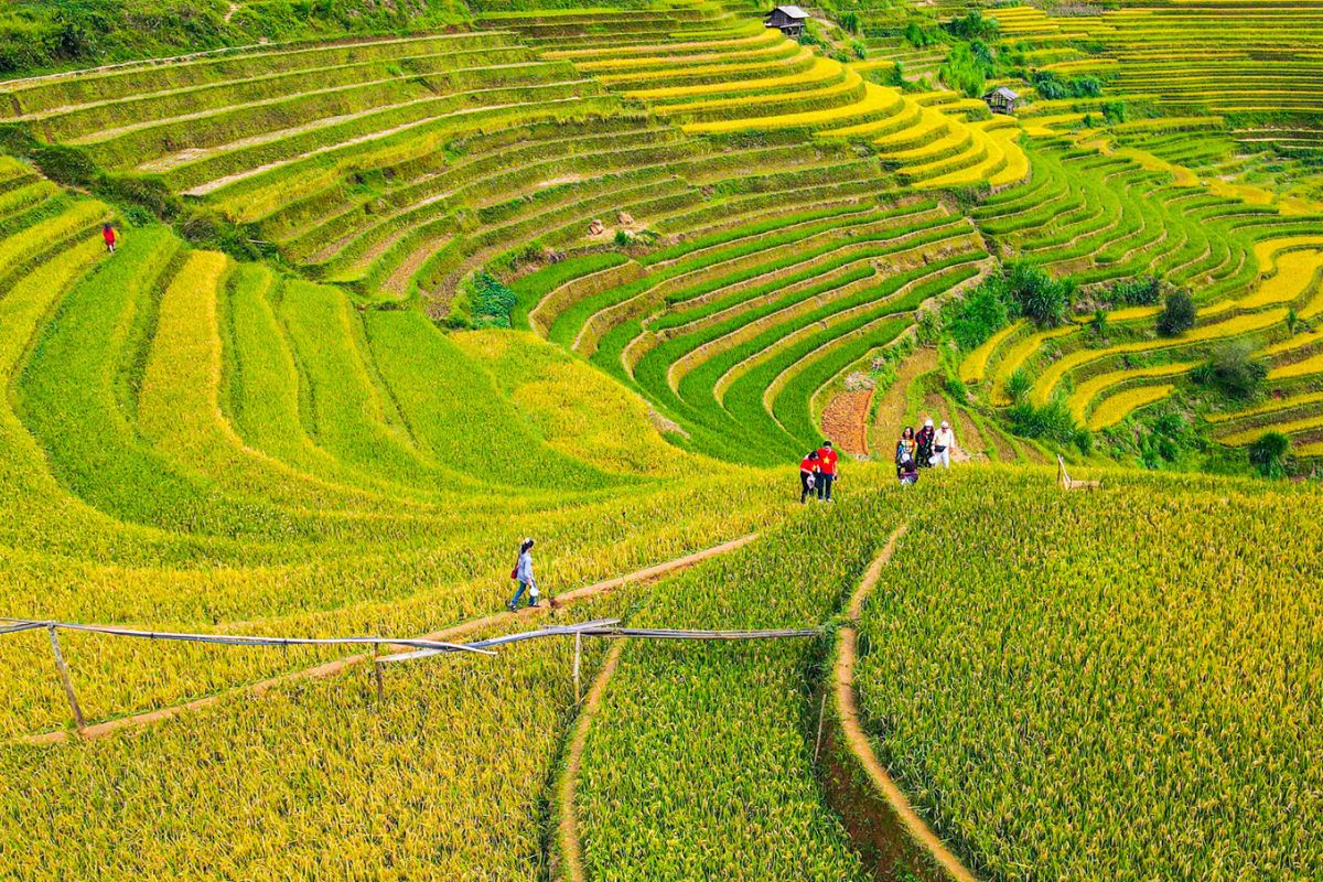 Mu Cang Chai Tours Explore Luc Yen District 