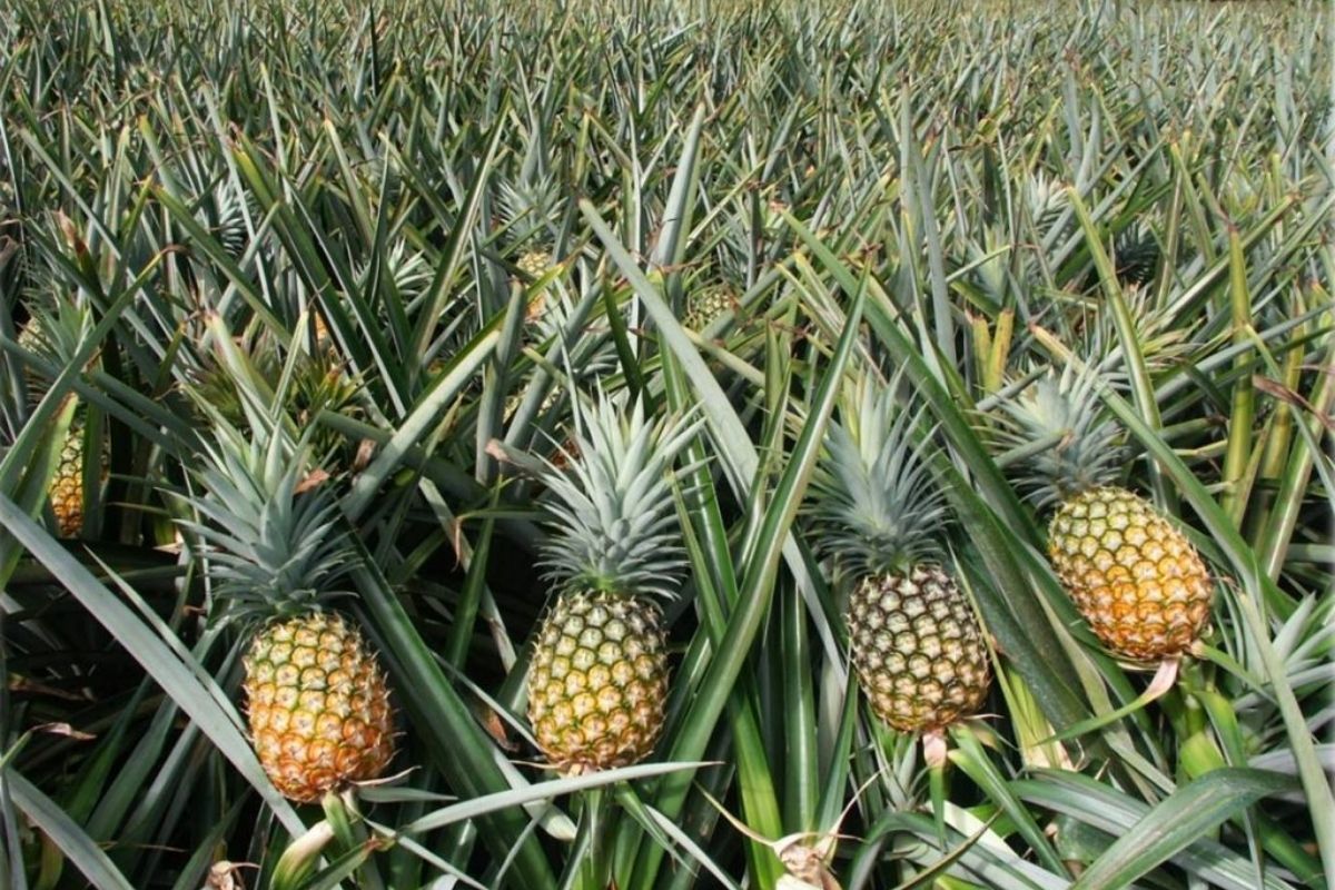 Walk through vast pineapple fields, meet local farmers, and taste the freshest fruit. 