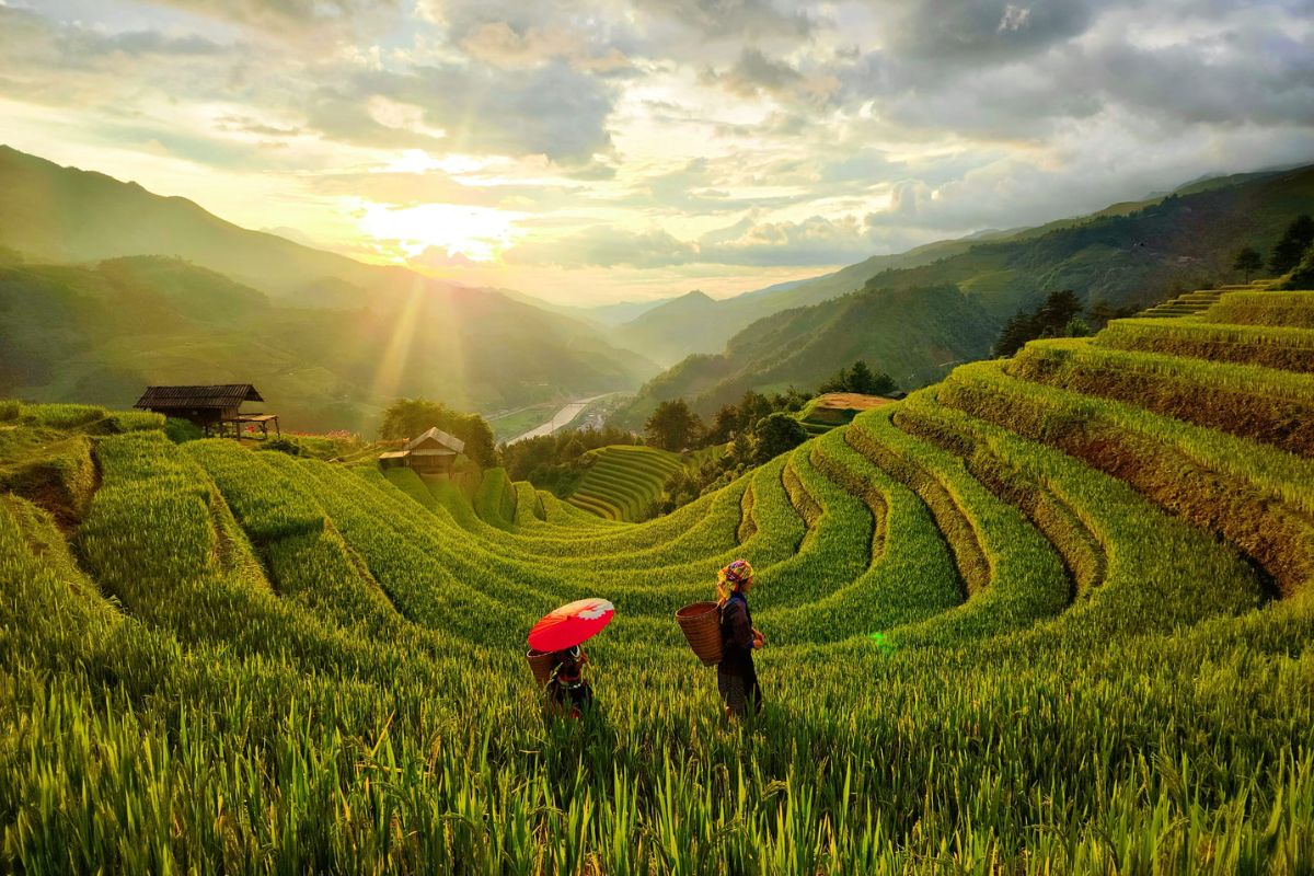 Mu Cang Chai Tours Hunt Cloud On Ta Xua Peak: 3,4 Days 