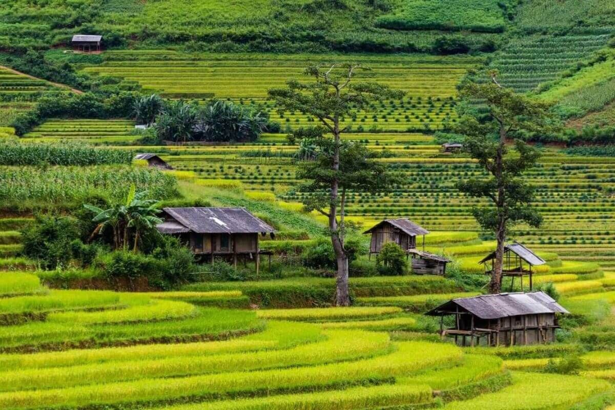 Mu Cang Chai tours hunt cloud on Ta Xua peak