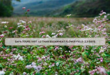 Sapa Tours Visit Lu Than Buckwheat Flower Field: 2,3 Days