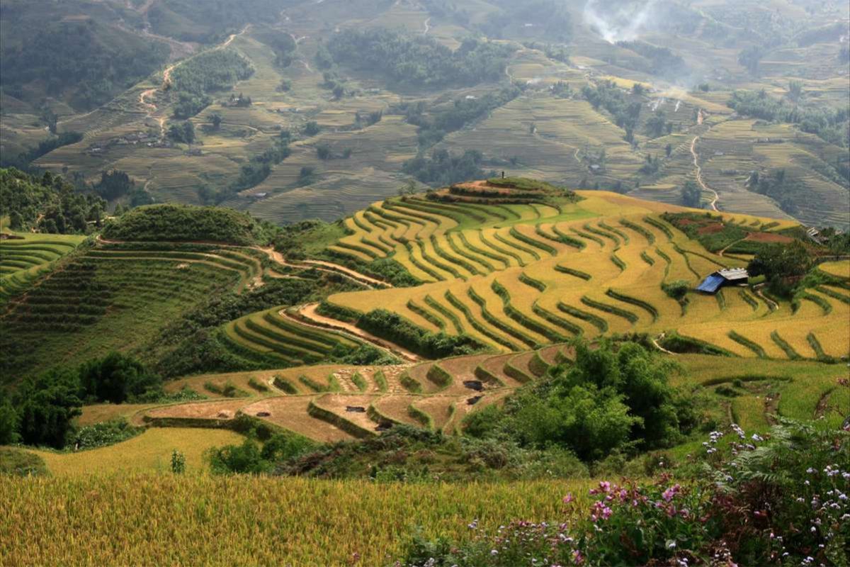 The rice fields at Ta Van Village
