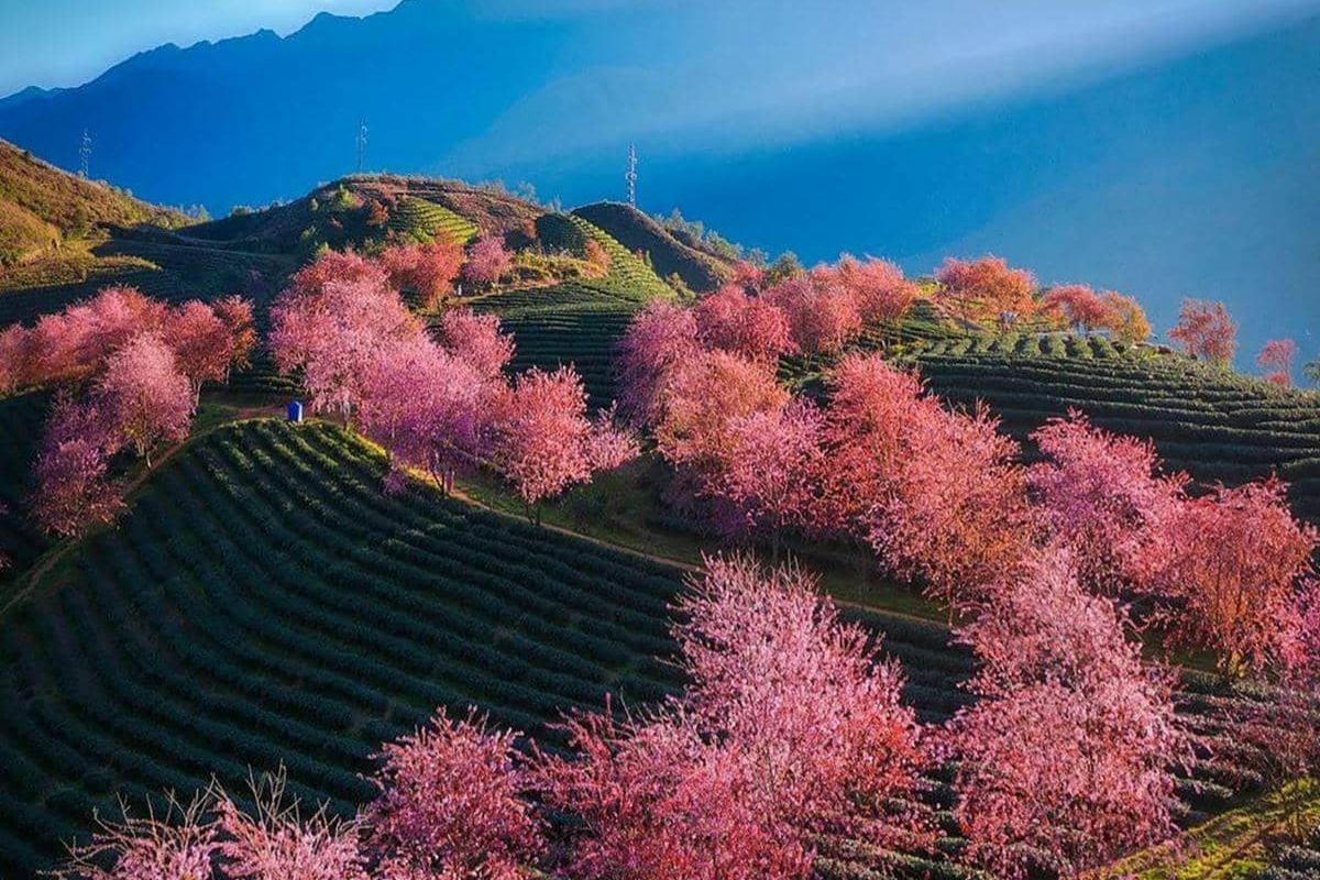 Discover the best time to visit Sapa with Spring in Sapa 