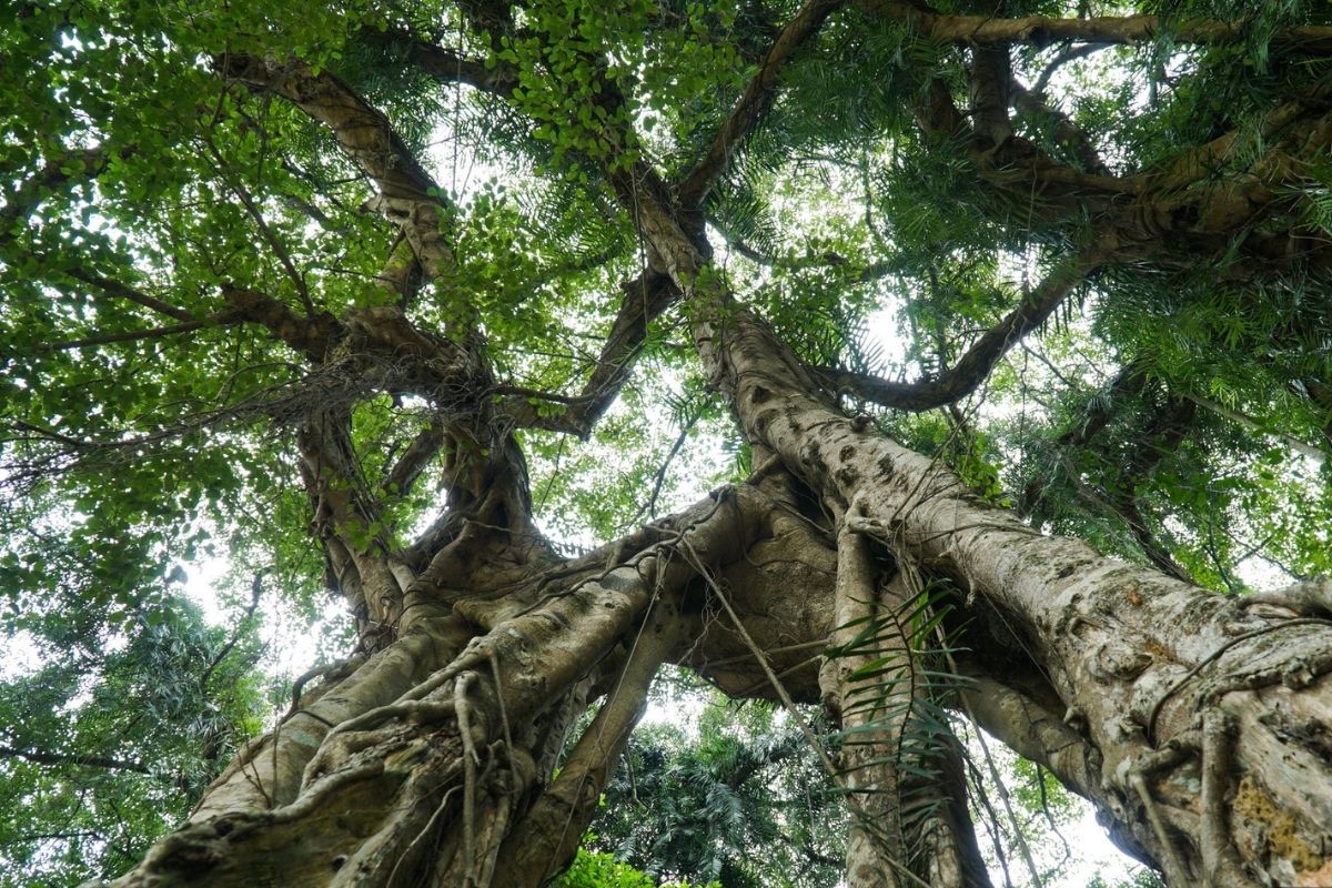 Join Mai Chau Tours visit Big Bonsai Tree in Luong Son