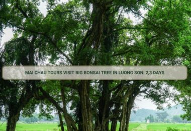 Mai Chau Tours visit Big Bonsai Tree in Luong Son