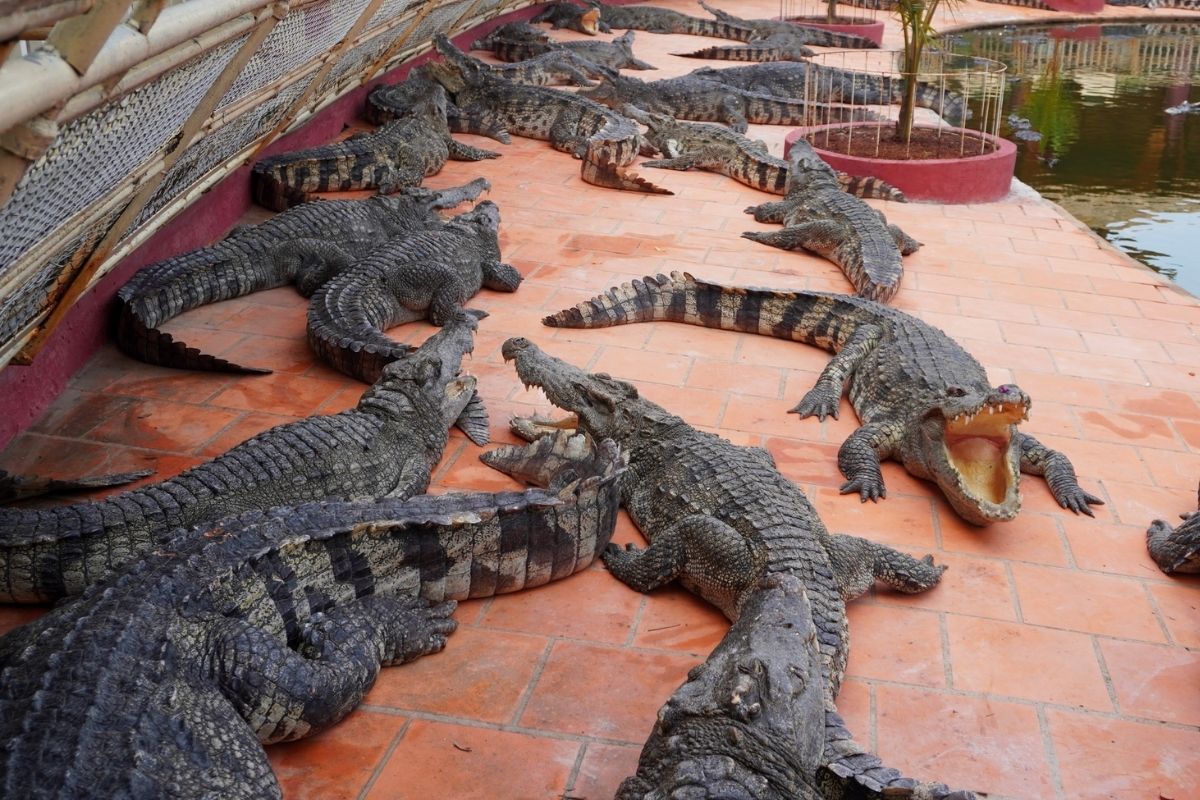 Discover Wild Crocodile Kingdom with Suoi Tien Theme Park tour from Ho Chi Minh City