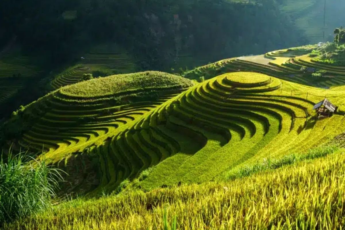 Golden Season with mu cang chai fun facts