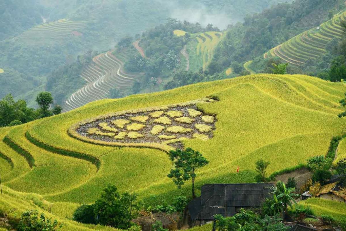 Hoang Su Phi’s Golden Rice Terraces